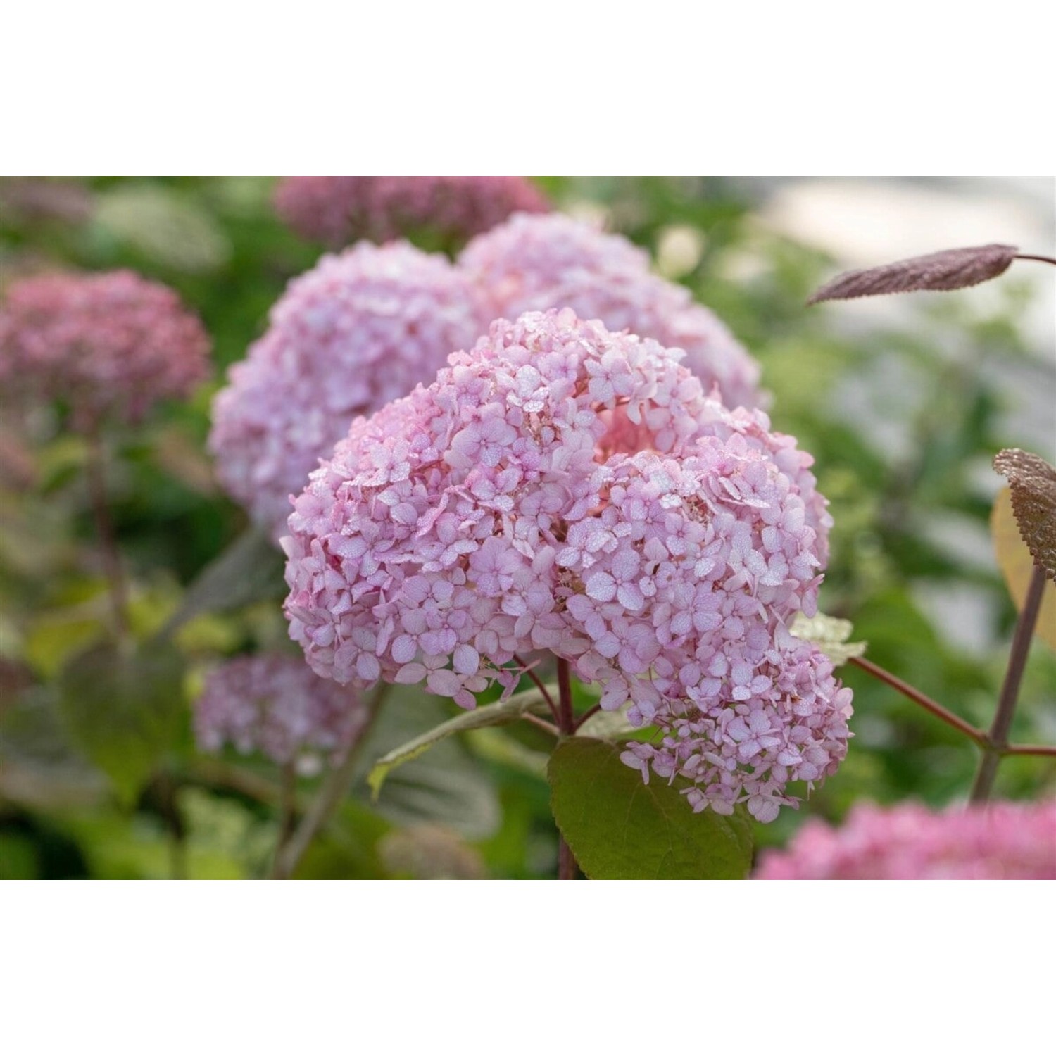 Hydrangea Arborescens Schneeballhortensie Candybelle Bubblegum 60-80 cm günstig online kaufen