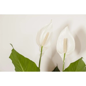 Einblatt "Sweet Sebastiano" mit weißen Blüten und grünen Blättern im Topf. Zimmerpflanze.