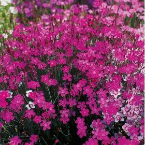 Garten-Heidenelke Leuchtfunk Rot (Dianthus) mit vielen kleinen, roten Blüten im Topf.