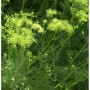 Gelbe Wiesenraute (Thalictrum flavum) mit feinen, gelb-grünen Blüten. Eine aufrechte Gartenstaude.