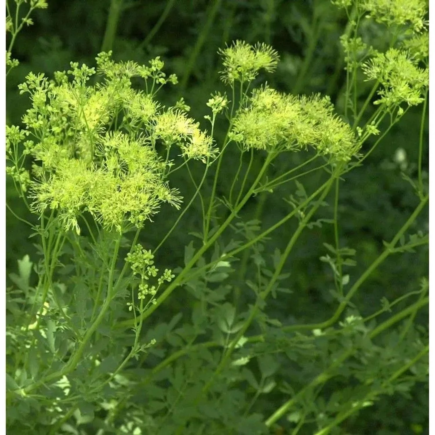 Gelbe Wiesenraute (Thalictrum flavum) mit feinen, gelb-grünen Blüten. Eine aufrechte Gartenstaude.