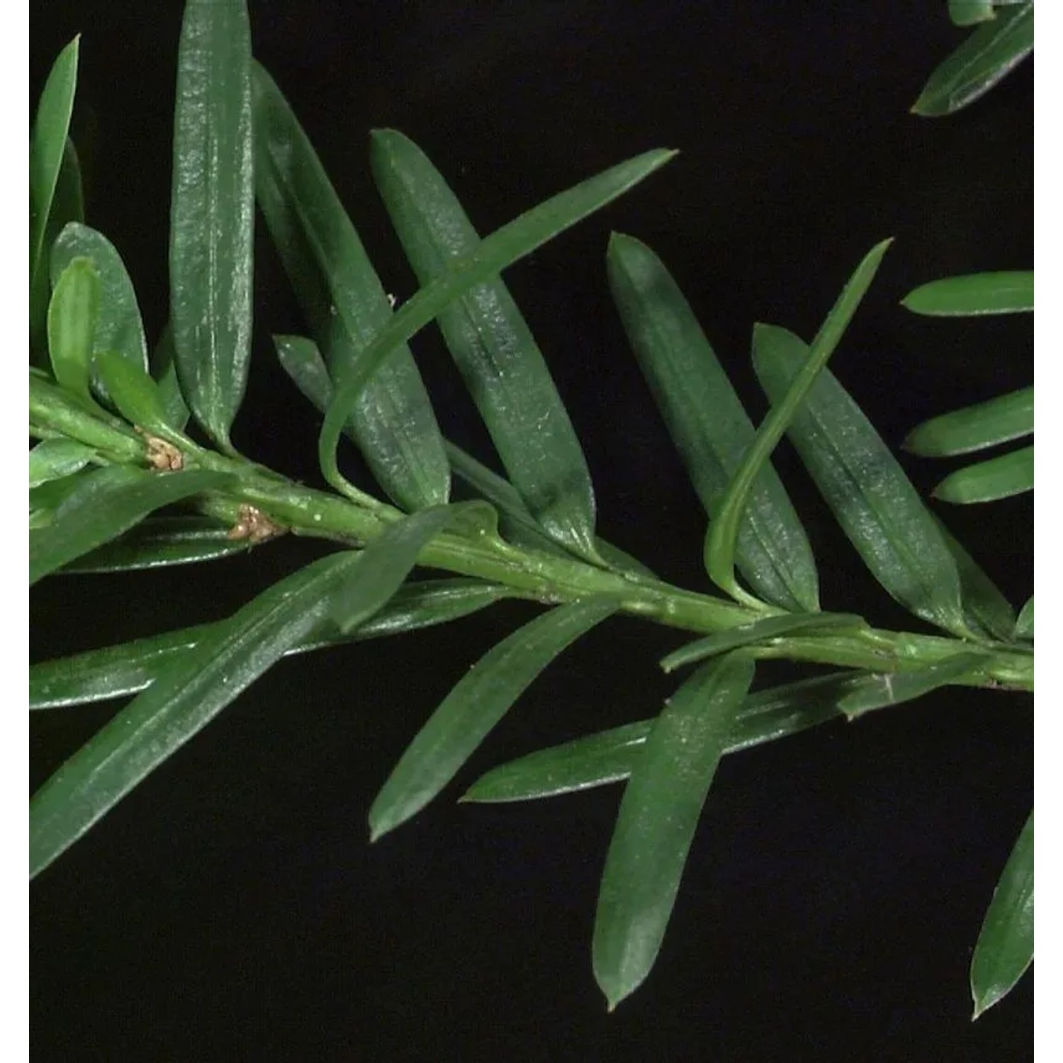 Kugelschnitt Eibe Hillii 30-40cm - Taxus media