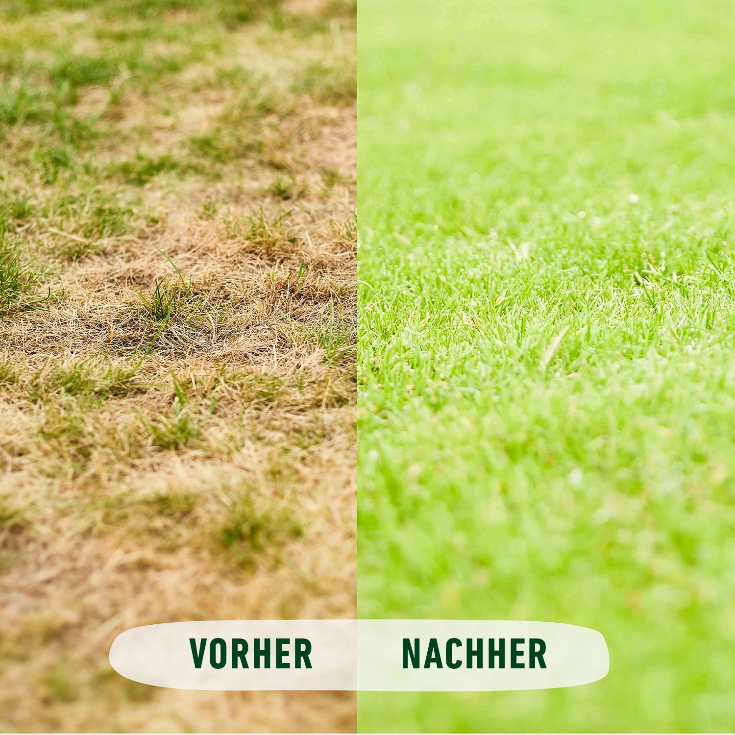 Vorher-Nachher-Vergleich: Trockener Rasen vs. grüner Rasen nach Anwendung von Compo BIO Rasendünger.