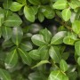 Detailaufnahme der Ilex crenata 'Maxima' Kugel, einer immergrünen Heckenpflanze mit glänzenden, dunkelgrünen Blättern.