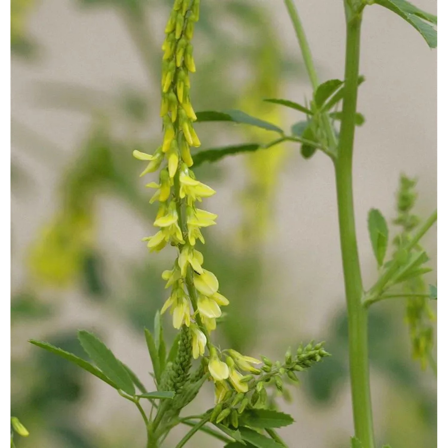 Gelber Steinklee - Melilotus officinalis