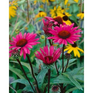 Purpurroter Sonnenhut Echinacea 'Fatal Attraction' im Topf, Stauden-Blüte mit dunklem Stiel.