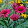 Purpurroter Sonnenhut Echinacea 'Fatal Attraction' im Topf, Stauden-Blüte mit dunklem Stiel.