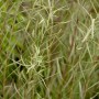 Detailaufnahme der silbrig-grauen Blätter der Rosmarin-Weide (Salix Rosmarinifolia), Strauch.