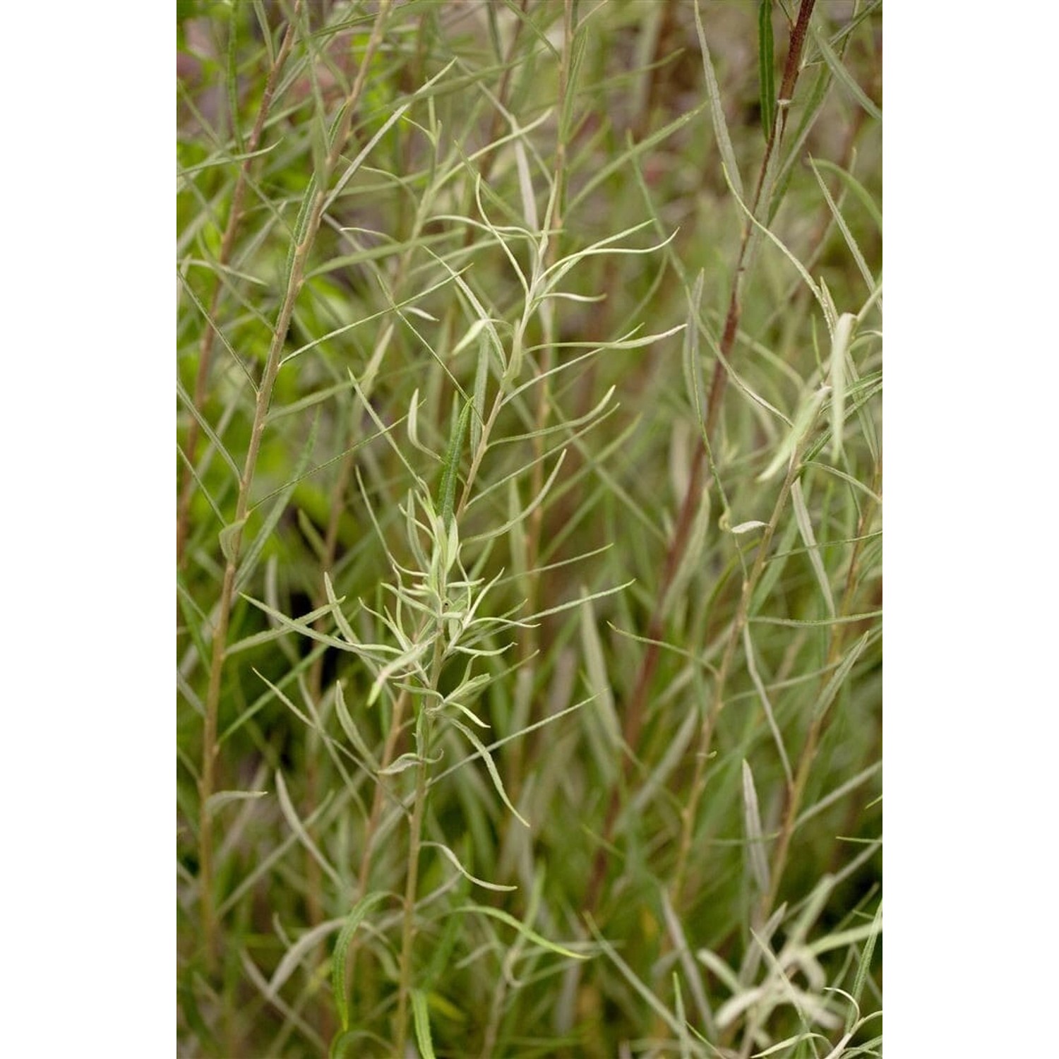 Salix Rosmarinifolia Rosmarin-Weide Silbrig-Grau 40–60 cm günstig online kaufen
