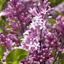 Nahaufnahme des Zwergflieder Meyers Palibin mit hellvioletten Blüten.
