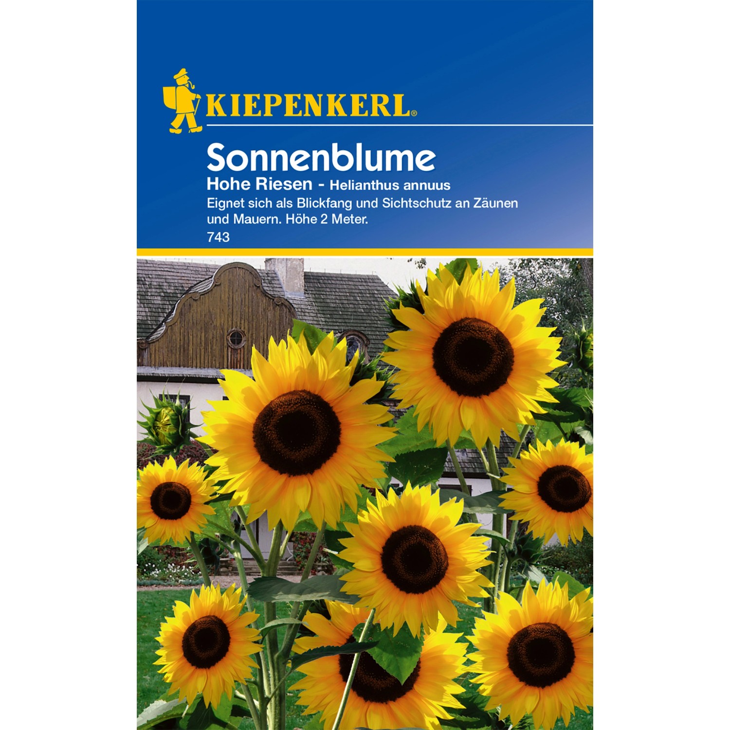 Kiepenkerl Sonnenblume Hohe Riesen Helianthus annuus