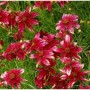 Mädchenauge Route 66 (Coreopsis verticillata) mit rot-weißen Blüten im Gartenbeet.