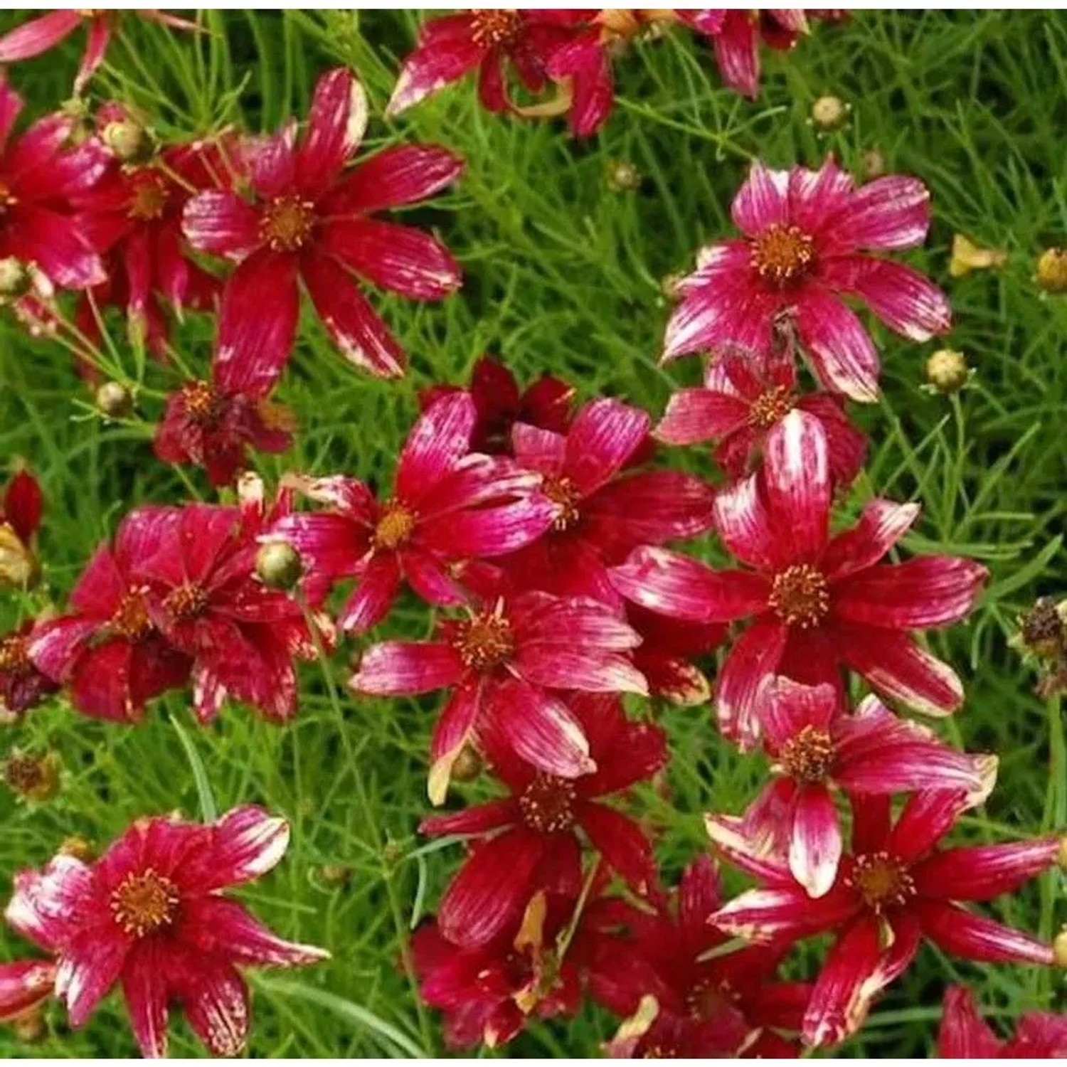 Mädchenauge Route 66 (Coreopsis verticillata) mit rot-weißen Blüten im Gartenbeet.