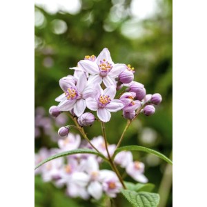 Deutzia 'Mont Rose' mit zartrosa Blüten und grünen Blättern, Nahaufnahme der Deutzie.