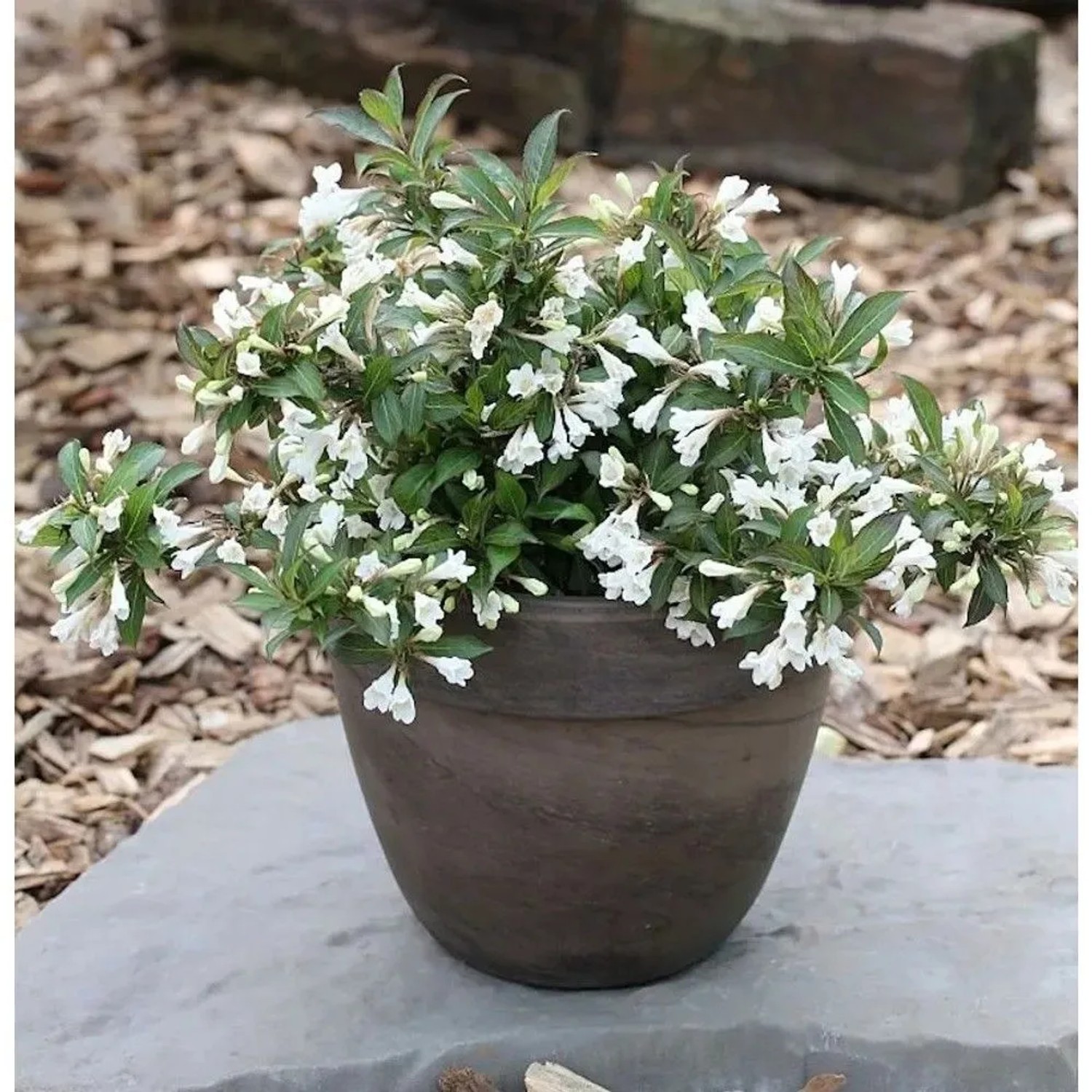 Weigelie Black and White 40-60cm - Weigela florida
