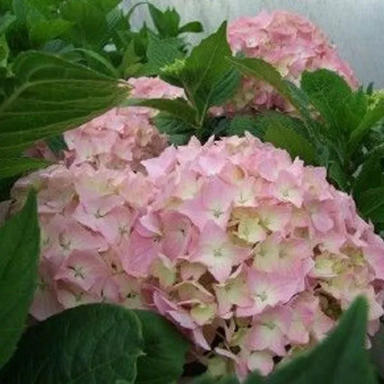 arborix Hortensie 'King George Vii' Hydrangea Macrophylla 25 Bis 30 Cm Im Container Kugelige Blüten