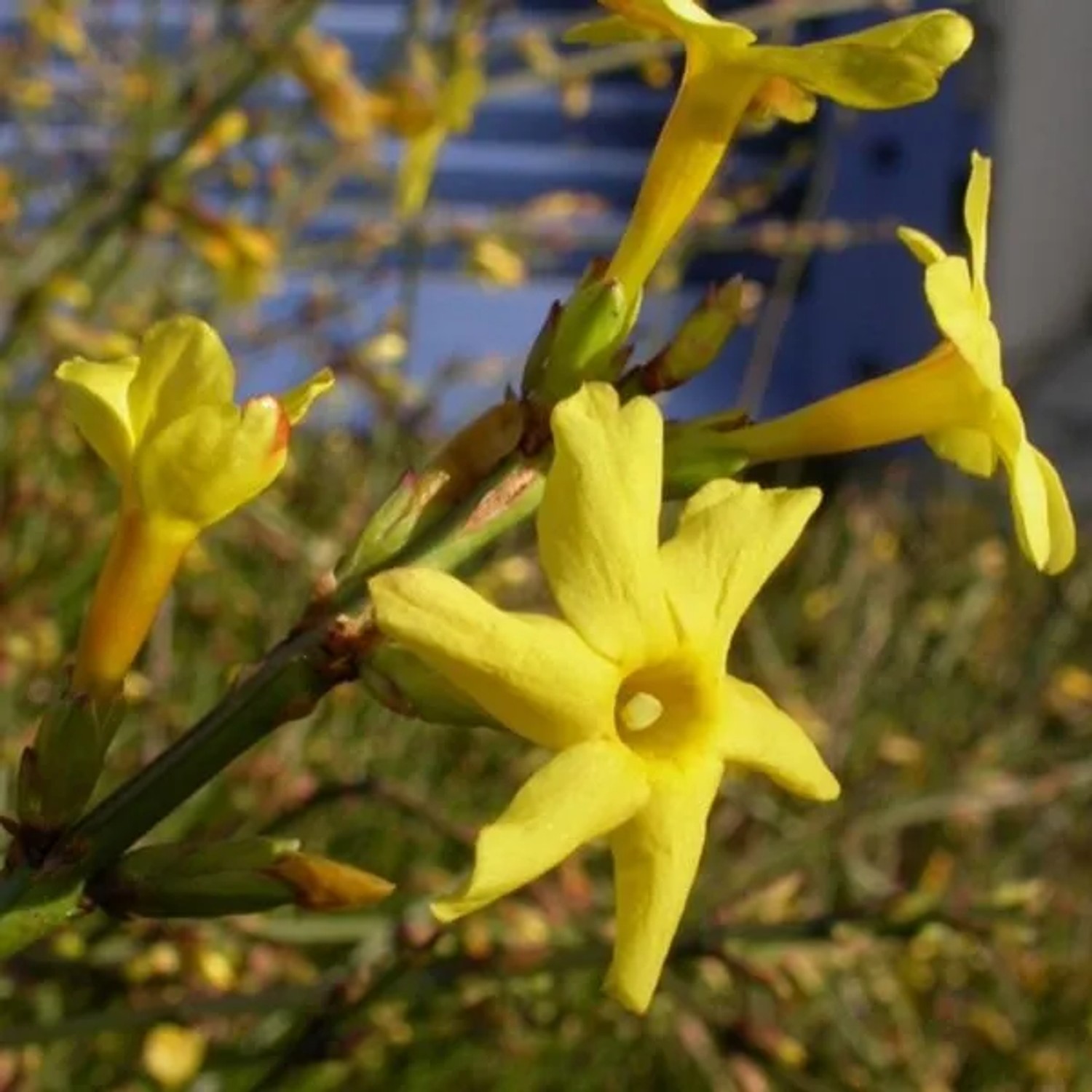 Winterjasmin Jasminum nudiflorum 50 bis 60 cm im Container Gelbe Blüten