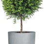 Scheurich Pflanzgefäß Linetto, Ø 46,6 cm, Stony Grey, mit Buchsbaumkugel im Pflanzkübel.