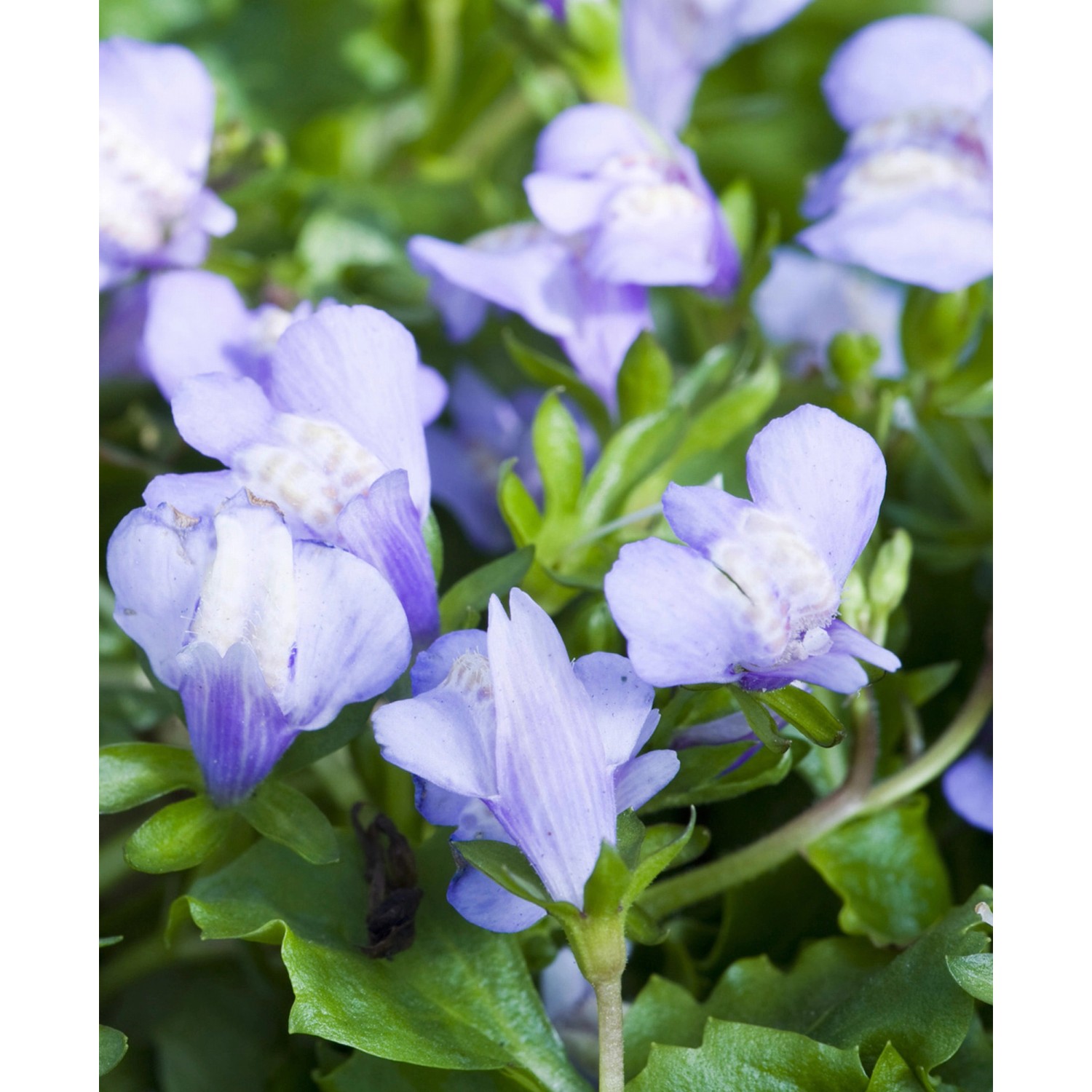 Lippenmäulchen Blau TopfØ ca. 9 cm Mazus reptans kaufen bei OBI