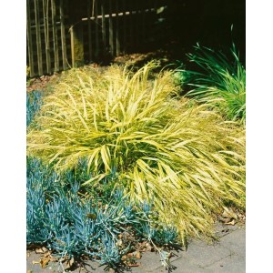 Japanisches Berggras 'Strip It Rich' mit goldgelben Blättern im Gartenbeet.