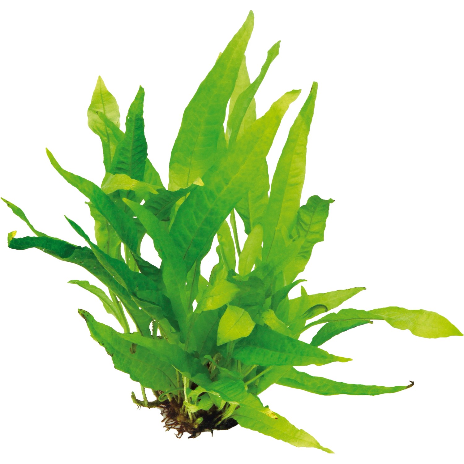 Dennerle Plants Aquariumpflanze Microsorum Pteropus XML Pflanze