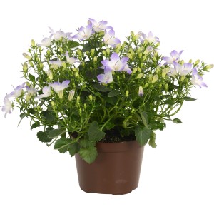 Glockenblume Fancy Mee im Topf, weiß-blaue Blüten, geeignet für Hängekörbe und Balkonkästen.