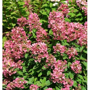 Rispenhortensie Petite Star 40-60cm - Hydrangea paniculata
