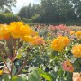 Feld mit leuchtend gelben Beetrosen Goldmarie 82 im Topf, sonniger Gartentag.