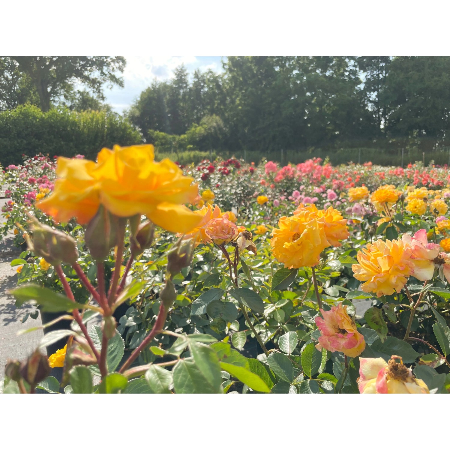 Feld mit leuchtend gelben Beetrosen Goldmarie 82 im Topf, sonniger Gartentag.