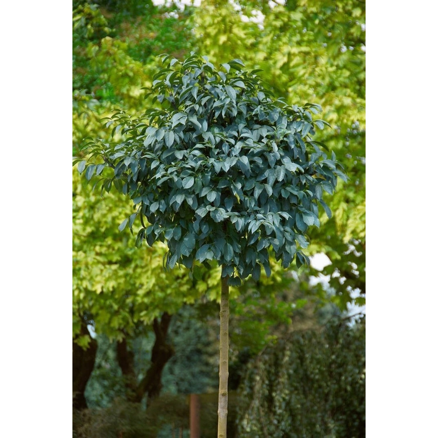 Fraxinus Ornus Mecsek Blumen-Esche Kompakt 80 cm Stammhöhe günstig online kaufen