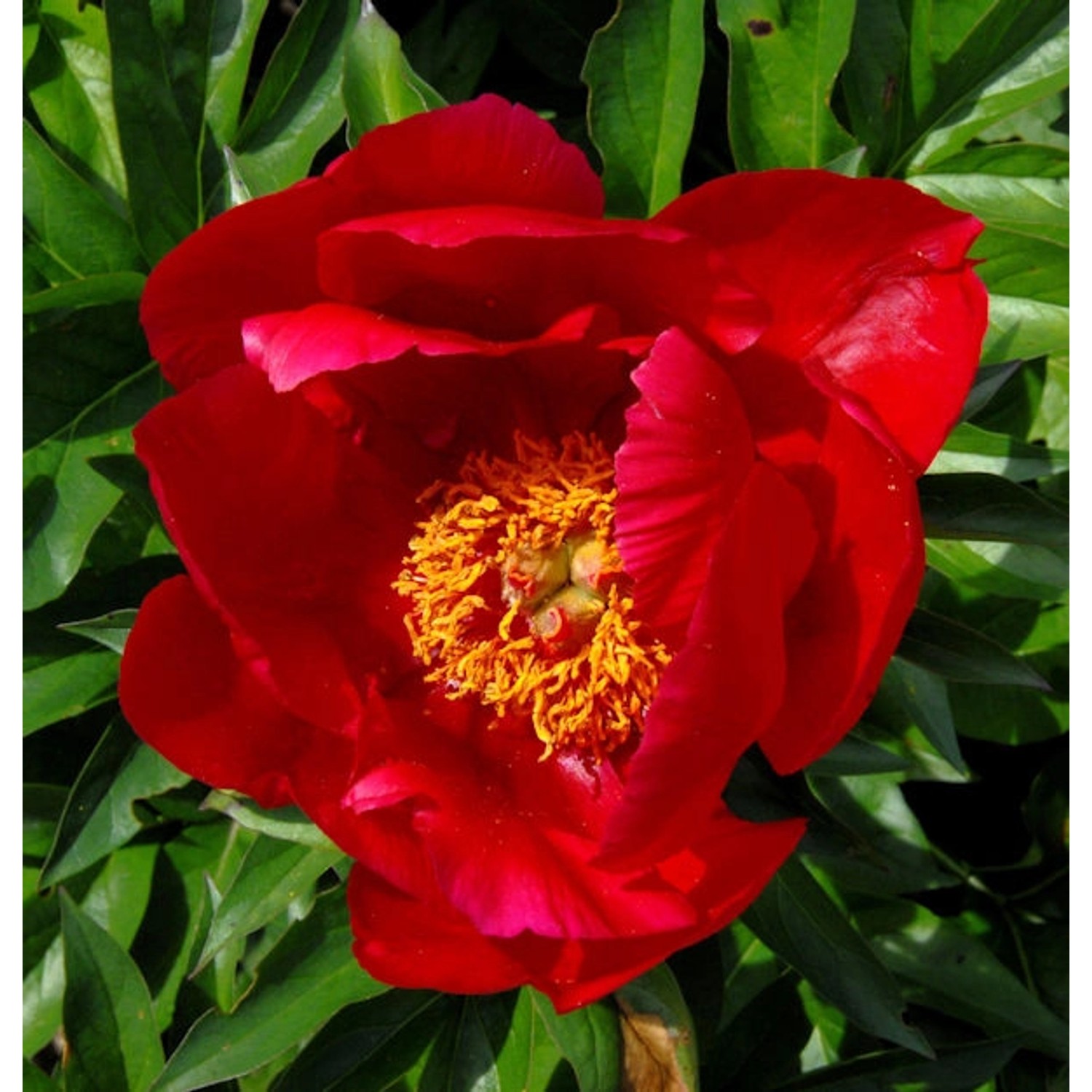 Edelpfingstrose Blaze - Paeonia lactiflora günstig online kaufen