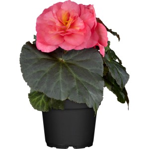 Hängende Knollenbegonie im Topf mit rosa Blüte, ideal für Balkon und Garten.