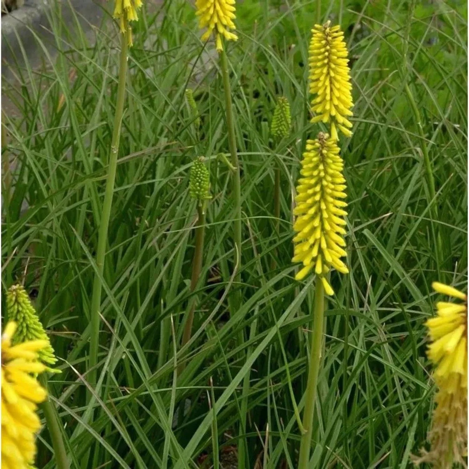 Fackellilie Minister Veschur - Kniphofia Hybrid