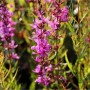 Rutenweiderich Dropmore Purple - Lythrum virgatum