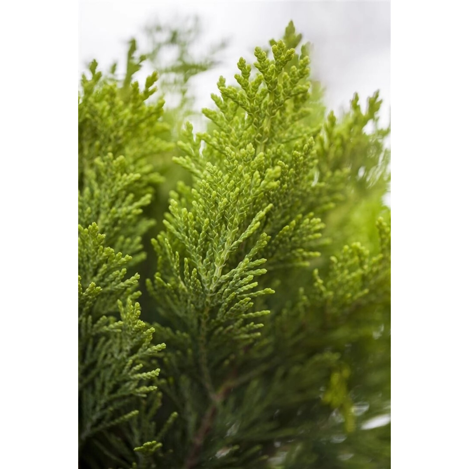 Chamaecyparis lawsoniana 'Alumigold' 100-125 cm günstig online kaufen