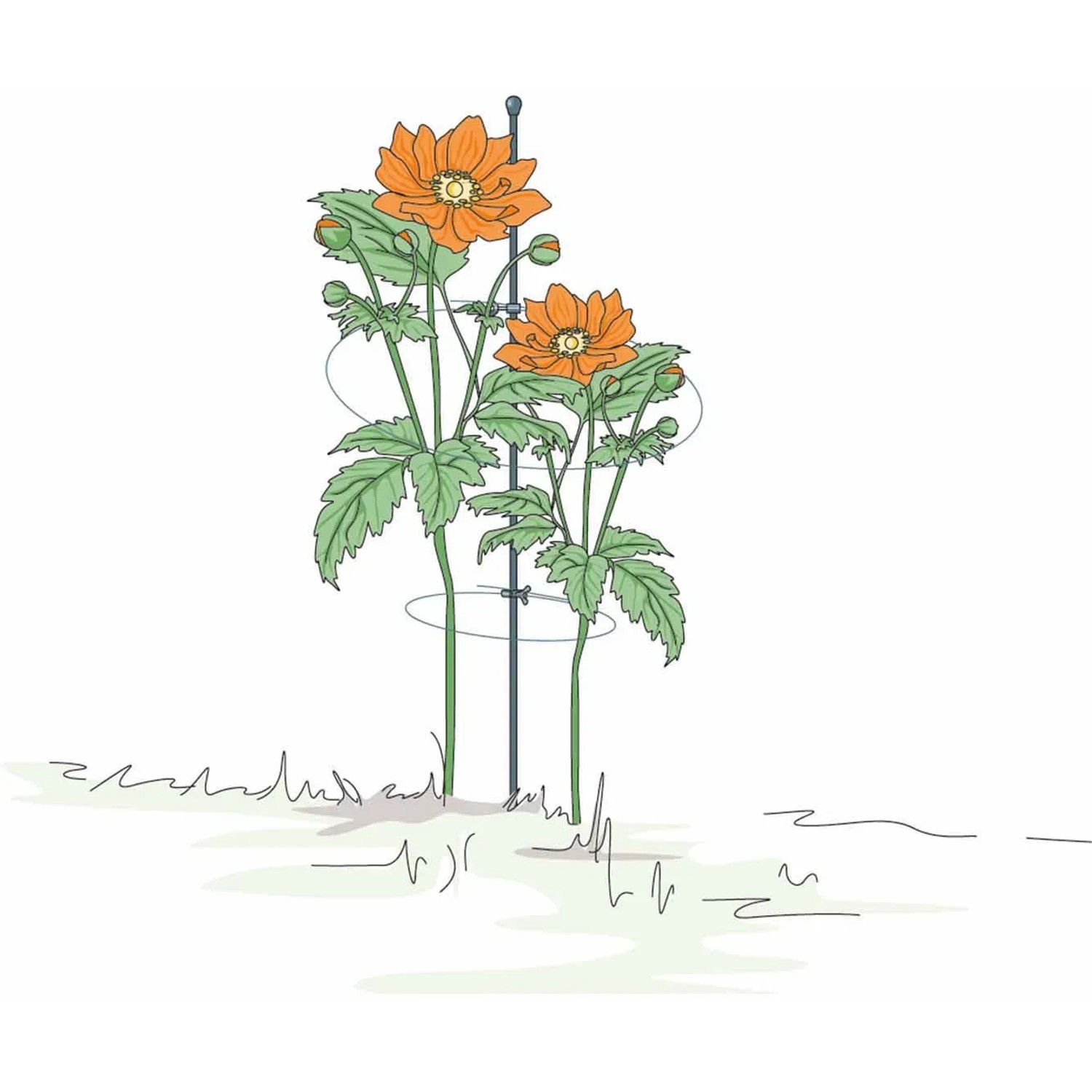 Illustration: Bellissa Pflanzstab Premium 130 cm, verzinkt, mit orangefarbenen Blumen und Rankhilfe im Garten.