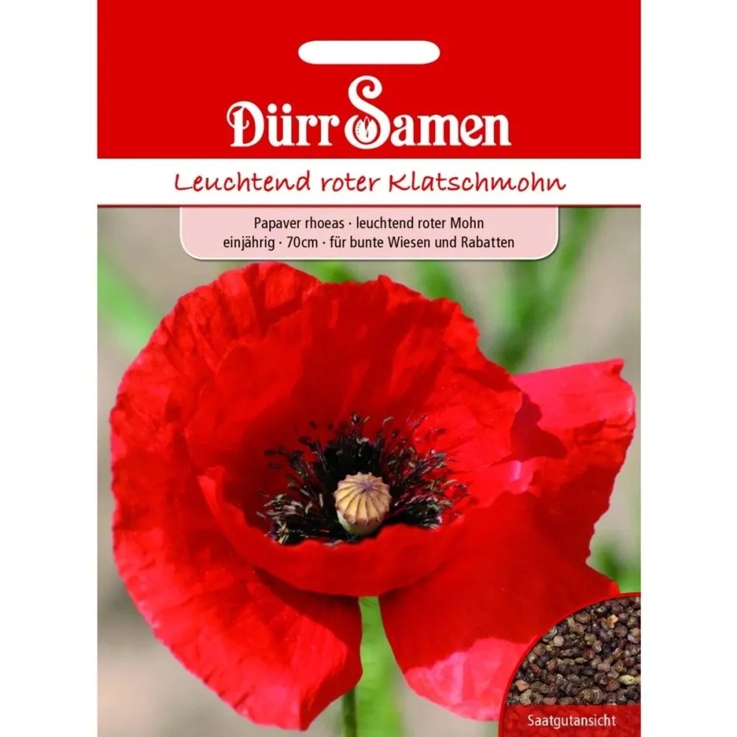 Dürr Samen Mohn Leuchtend Rot Einjährig Saatgut