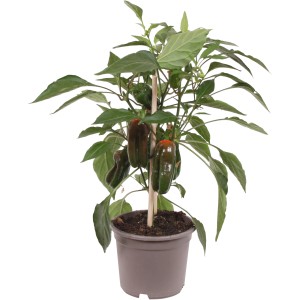 GROW by OBI Snackpaprika Rot Pick & Joy im Topf, ca. 30-35 cm hoch, mit grünen und roten Paprika.