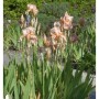 Schwertlilie 'Blushing Pink' im Gartenbeet, zarte rosa Blüten und grüne Blätter.