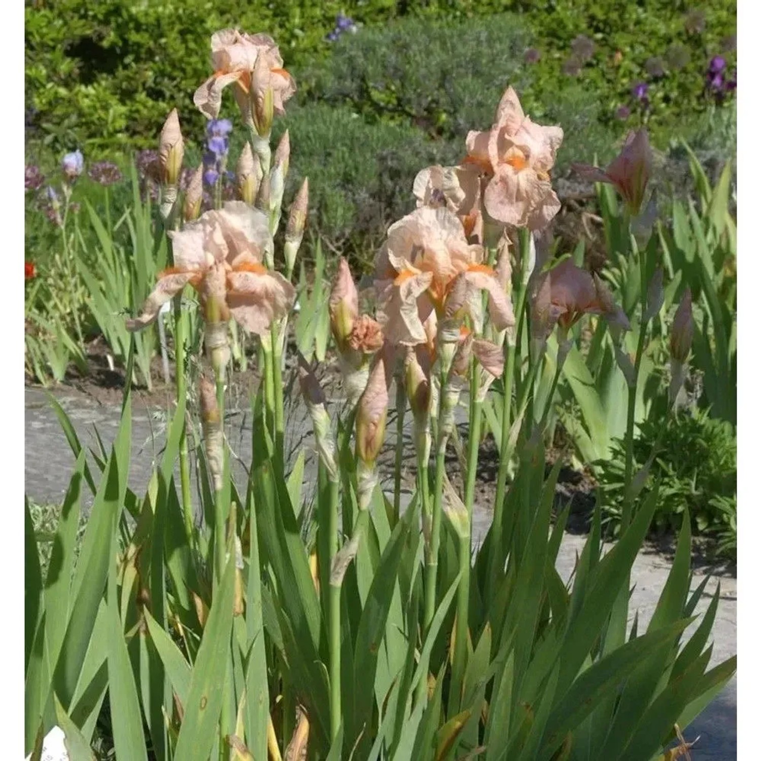 Schwertlilie 'Blushing Pink' im Gartenbeet, zarte rosa Blüten und grüne Blätter.