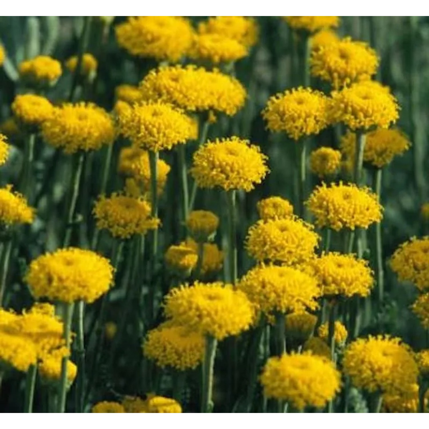 Graues Heiligenkraut - Santolina chamaecyparissus