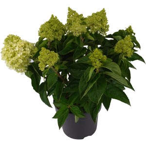 Rispenhortensie im Topf, ca. 45-75 cm hoch, mit weißen und grünen Blütenständen.