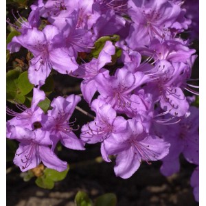 Nahaufnahme der lila Blüten der Japanischen Azalee (Rhododendron obtusum).