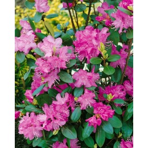 Rosa blühender Rhododendron Dauricum (20–30 cm) im Detail.