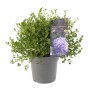 Säckelblume 'Victoria Blau' im Topf, ca. 20-30 cm hoch. Immergrüne Kübelpflanze mit blauen Blüten.