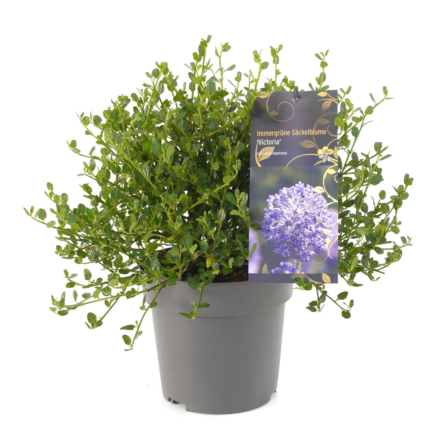 Säckelblume Victoria Blau Höhe ca. 20-30 cm Topf ca. 2,3 l Ceanothus impressus