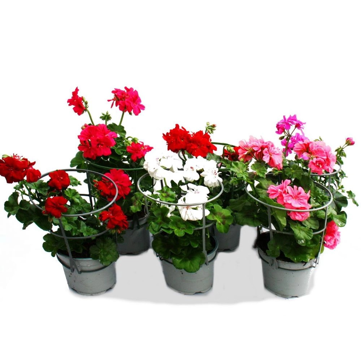 Exotenherz Geranien Hängend Pelargonium Peltatum 12cm Topf Set mit 6 Pflanz günstig online kaufen