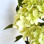 Baumfink Rispenhortensie Phantom als Topfpflanze 40-60cm_4