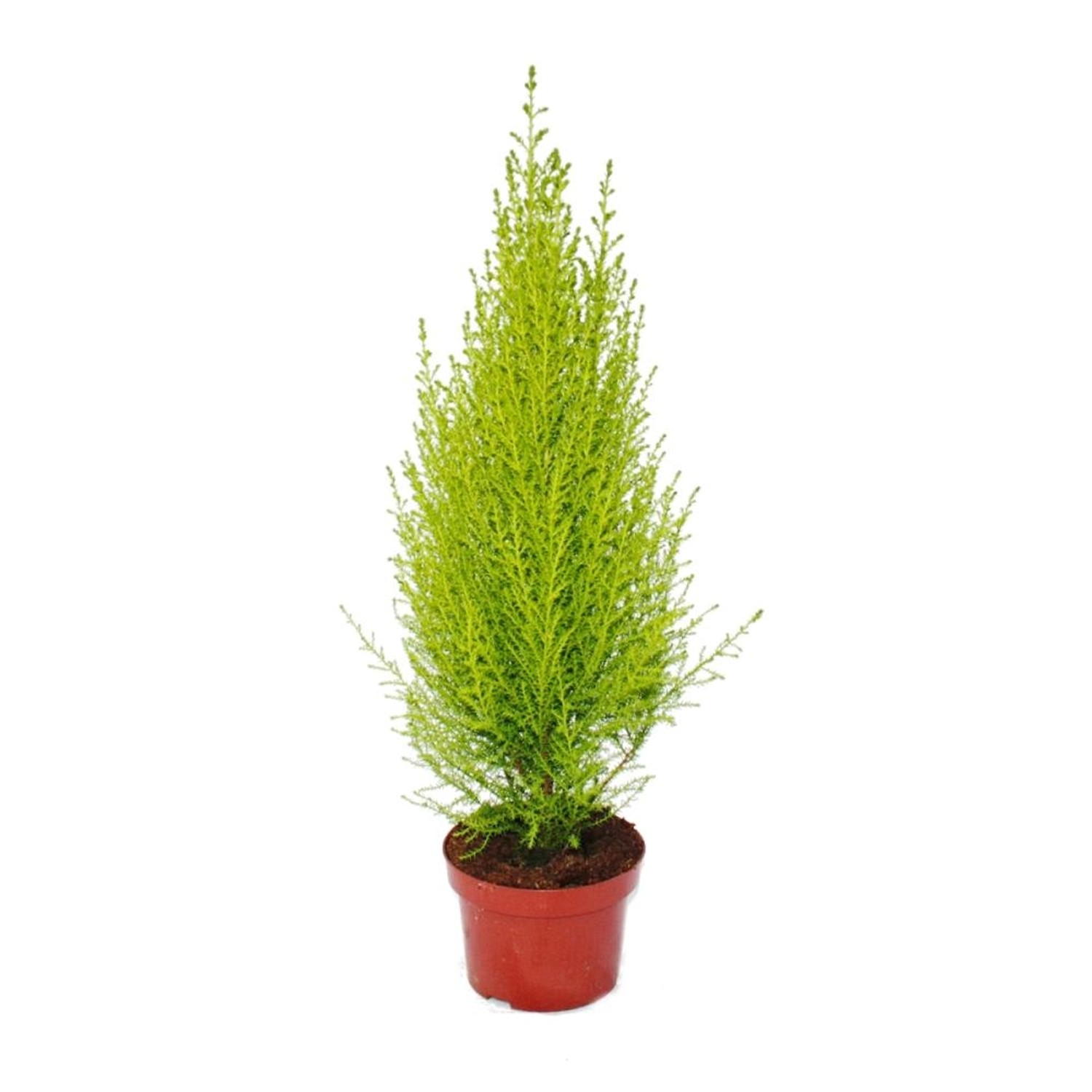 Exotenherz Zimmerzypresse Cupressus Macrocarpa Goldcrest Wilma 13cm Topf günstig online kaufen