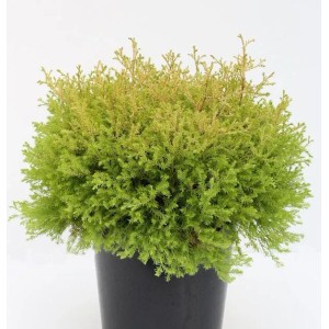 Lebensbaum Rheingold 25-30cm - Thuja occidentalis